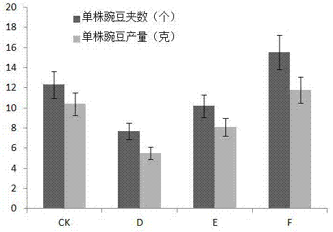 Sunshading topping method for increasing yield of peas MZ-1