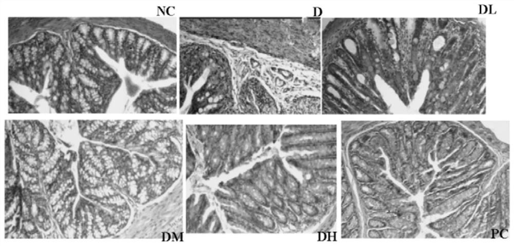 A kind of green foxtail alga functional feed and preparation method thereof