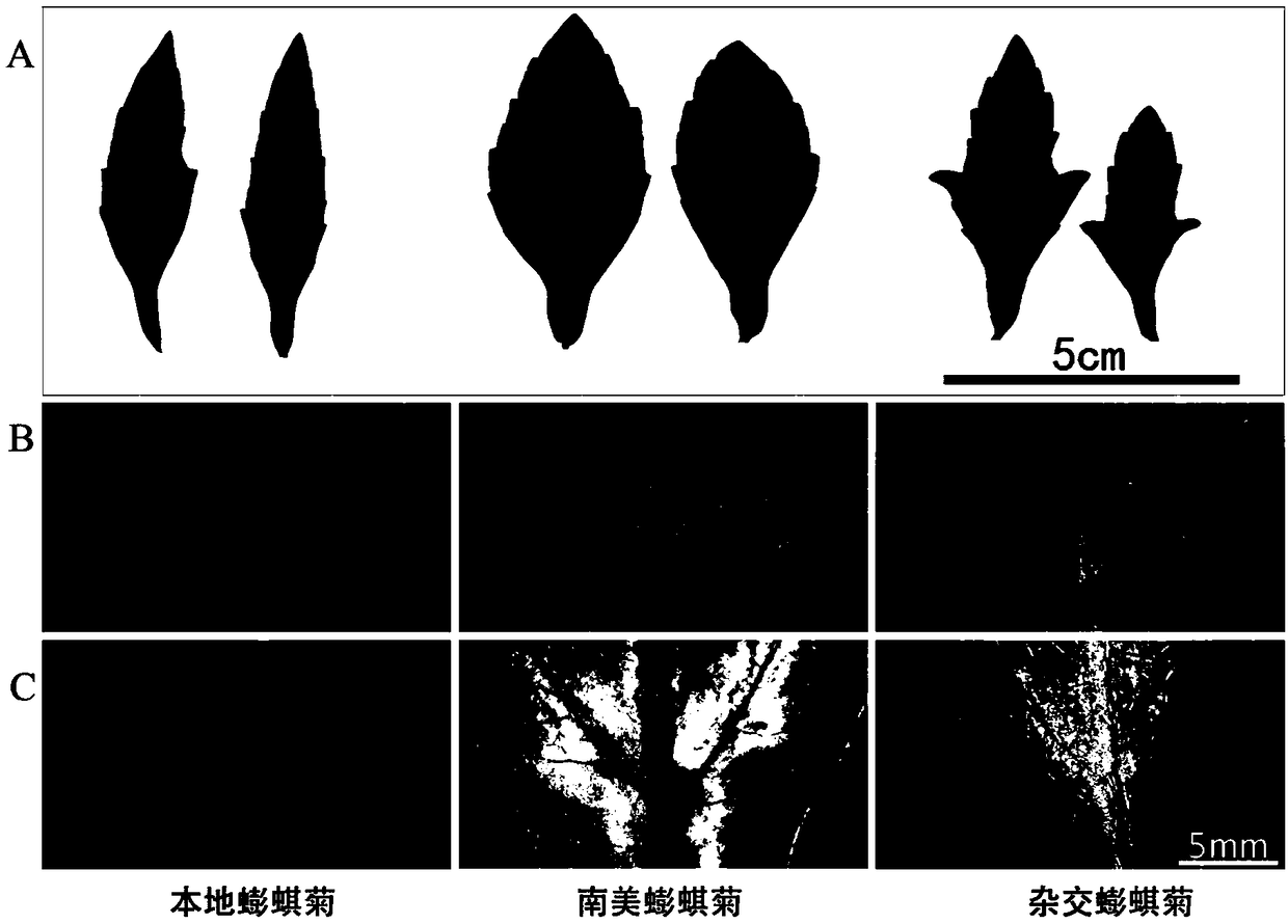 Application of hybrid wedelia in treatment of cadmium polluted water and treatment method