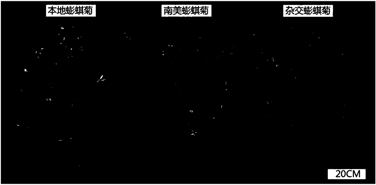 Application of hybrid wedelia in treatment of cadmium polluted water and treatment method