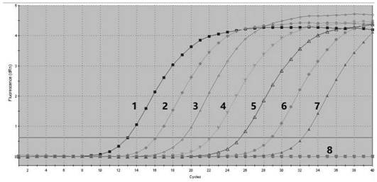 Specific primer, probe and rapid detection kit for detecting pelteobagrus fulvidraco calicivirus-1