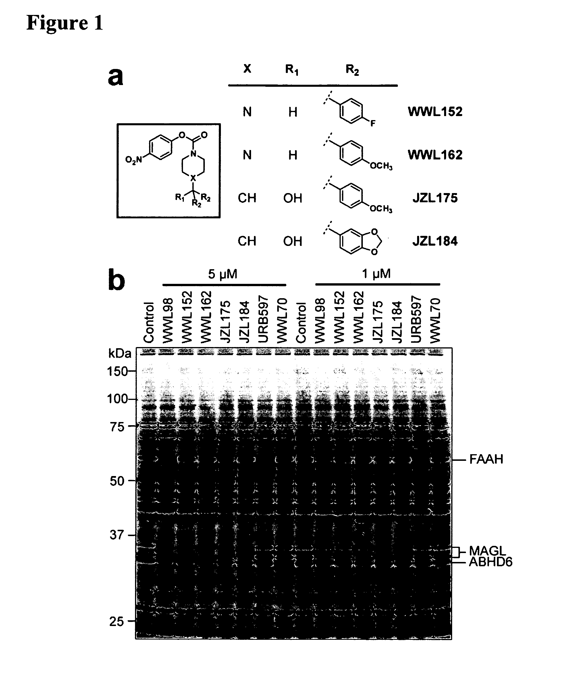 Methods and compositions related to targeting monoacylglycerol lipase