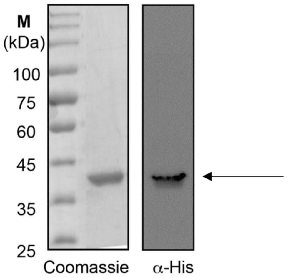 African swine fever virus P12 protein nanoparticle and preparation method and application thereof