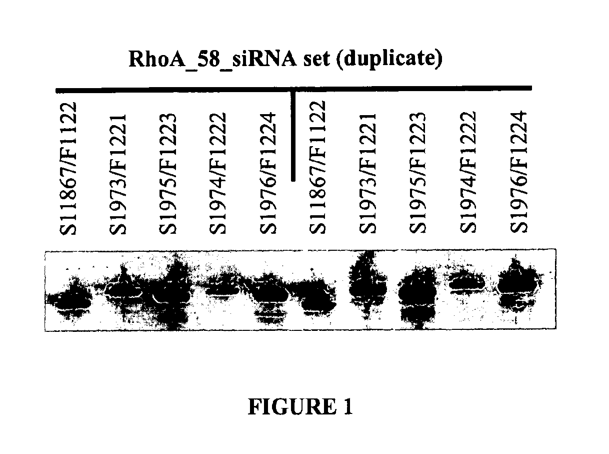 Double-stranded nucleic acid compounds