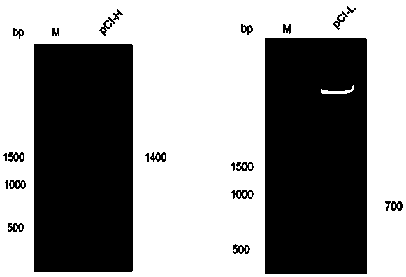 Anti-Hantaan virus mouse/human chimeric antibody and its application