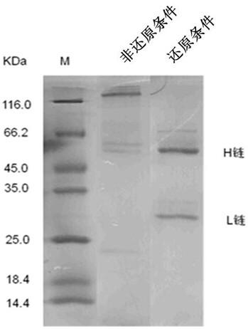 Anti-Hantaan virus mouse/human chimeric antibody and its application