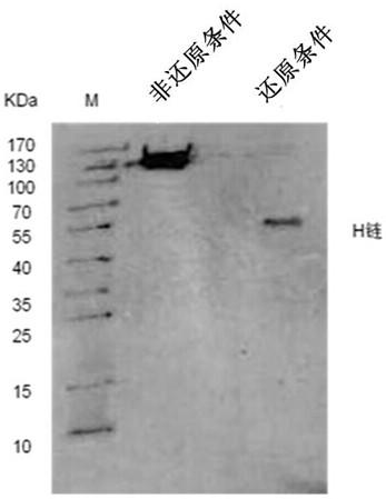 Anti-Hantaan virus mouse/human chimeric antibody and its application