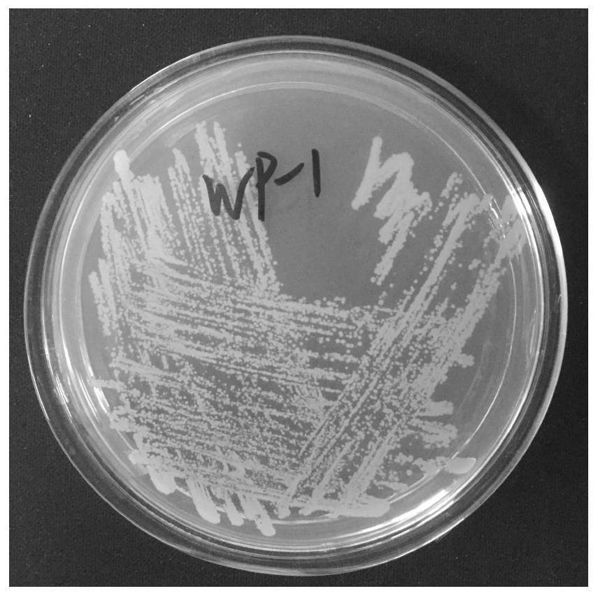 A kind of alkalophilic bacillus strain wp-1 and its application