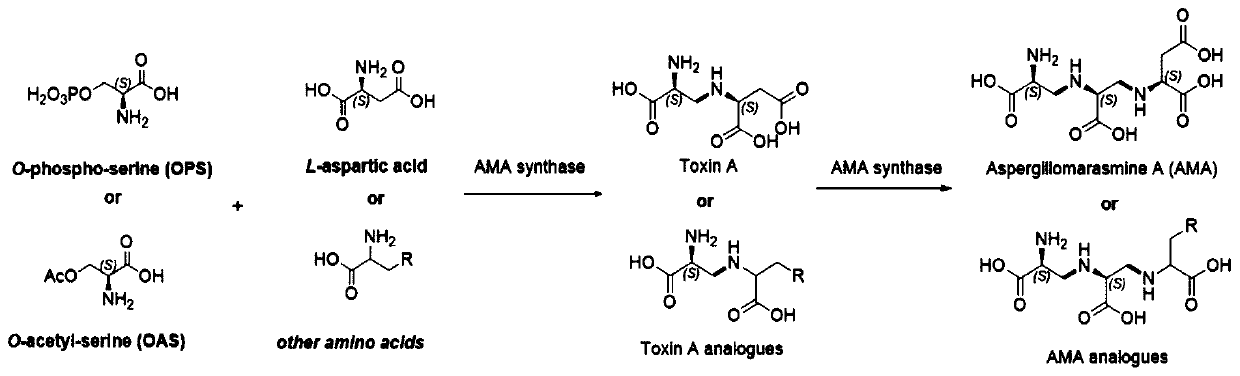 AMA synthetase and application thereof in synthesis of AMA or derivatives thereof