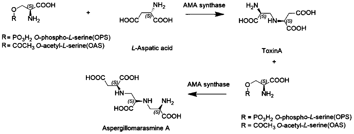 AMA synthetase and application thereof in synthesis of AMA or derivatives thereof