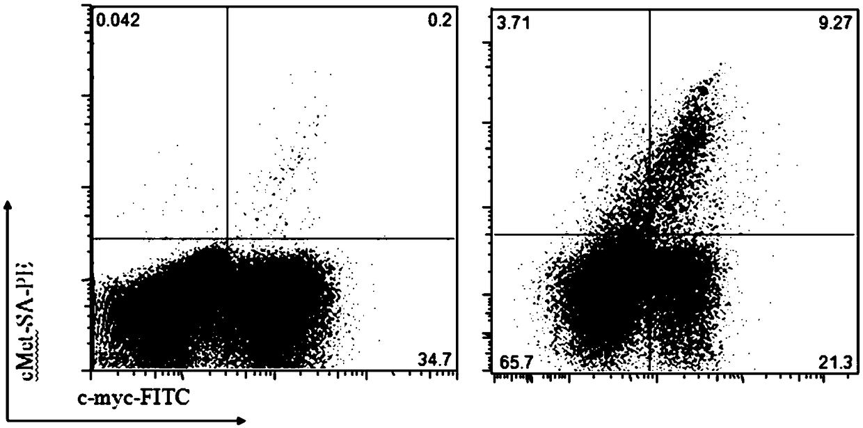 Human single chain variable fragments antibody for recognizing human c-Met proteins, diagnostic reagent and CAR-T cell preparation thereof