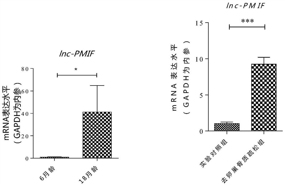 A long non-coding RNA lnc-PMIF and its small interfering RNA and application