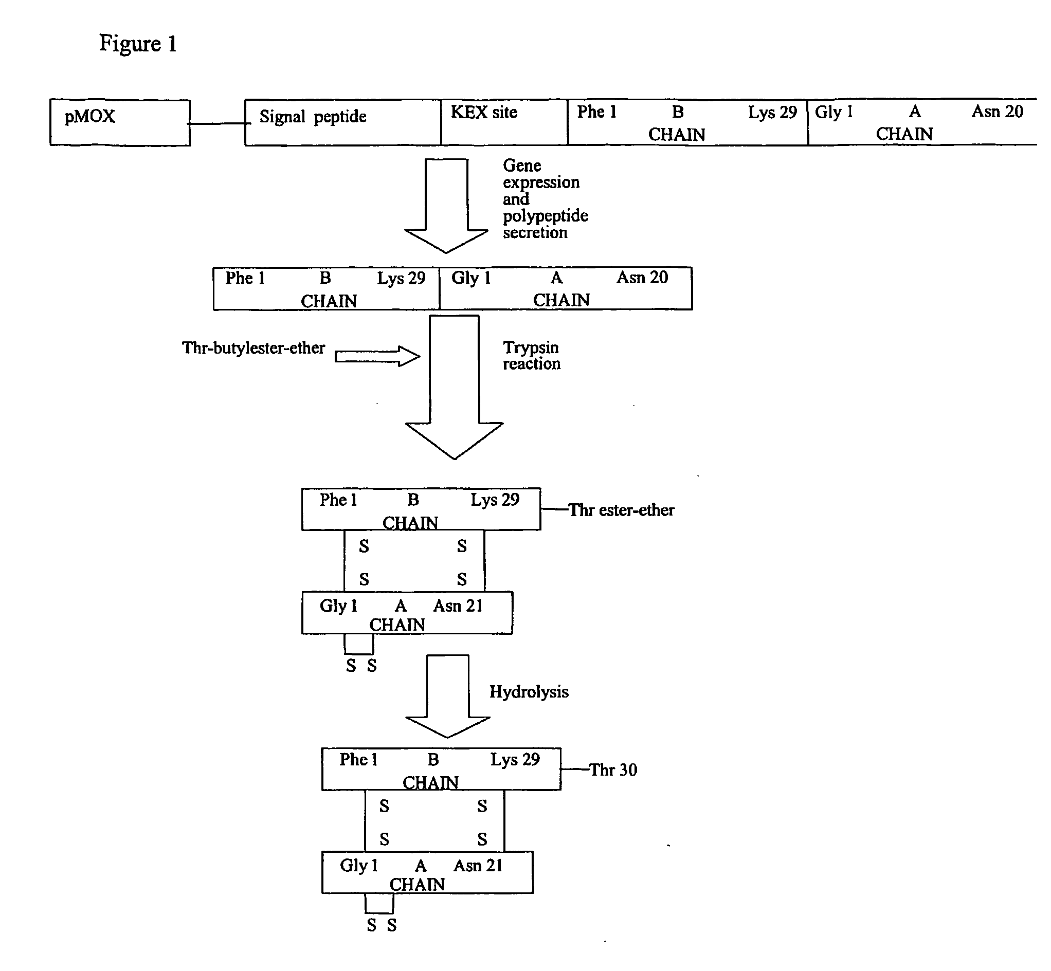 Yeast protein expression secretion system