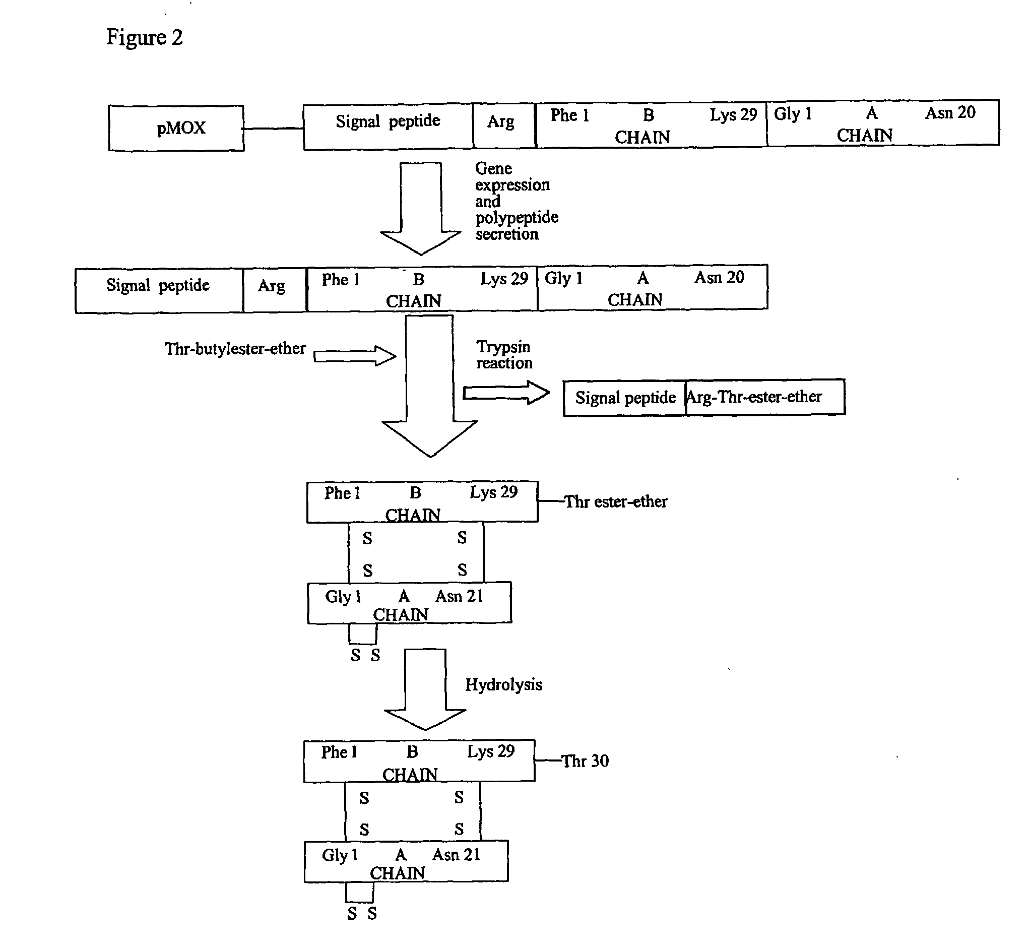 Yeast protein expression secretion system