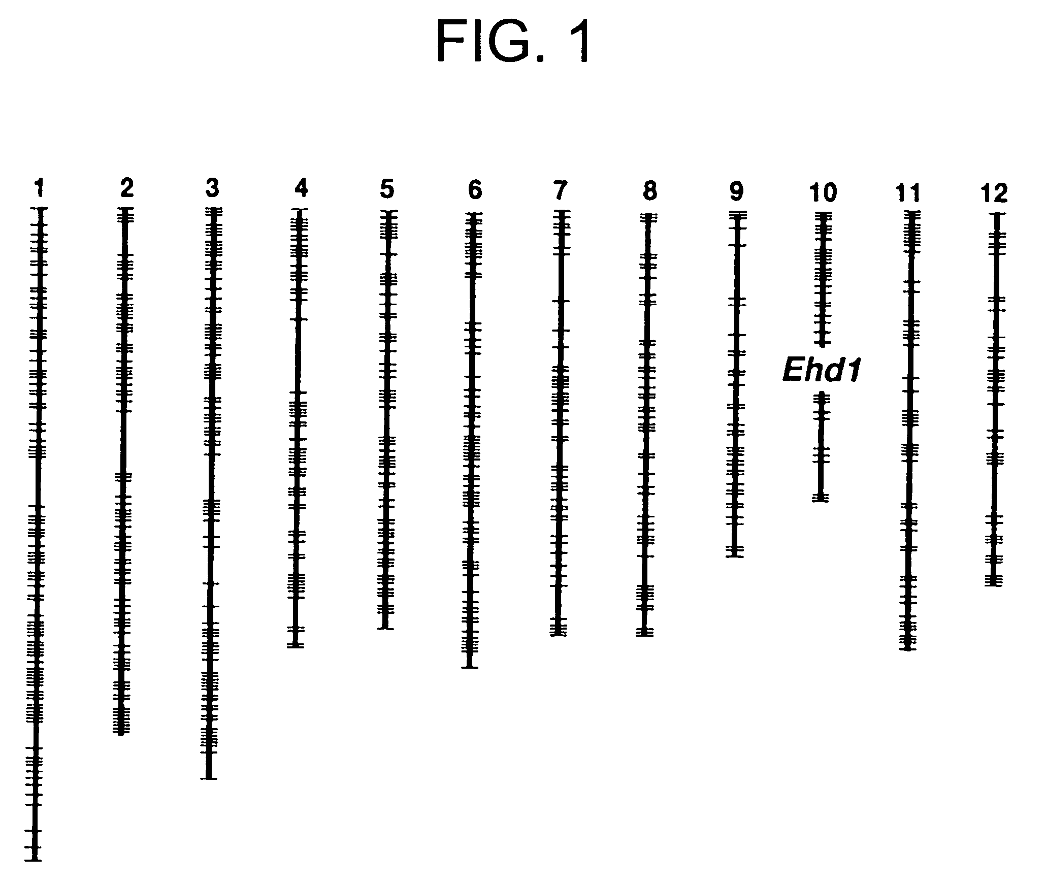 Ehd1 gene promoting plant flowering, and utilization thereof