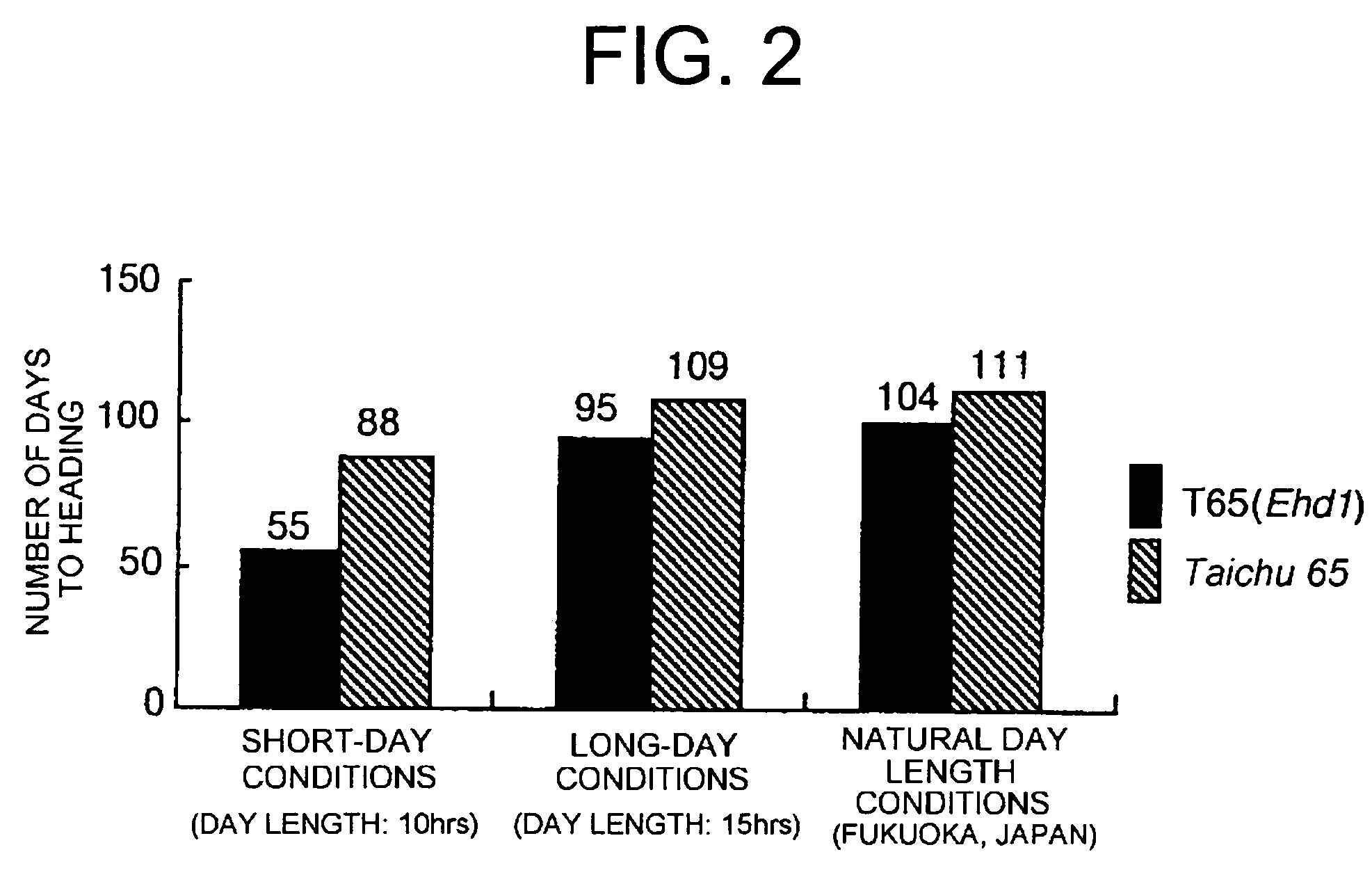 Ehd1 gene promoting plant flowering, and utilization thereof