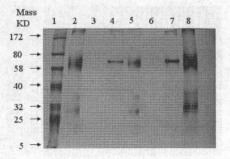 Method for quickly estimating specificity of influenza A virus host