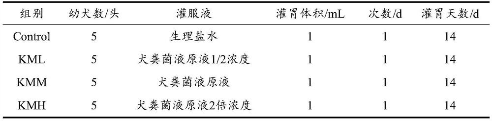 Method for improving transportation stress resistance of puppies of Kunming dogs by coprophilous fungus transplantation