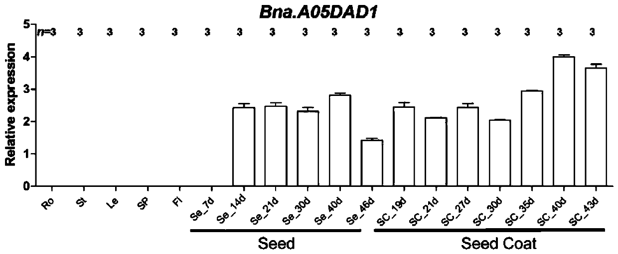 Application of brassica napus Bna.A05DAD1 gene and method