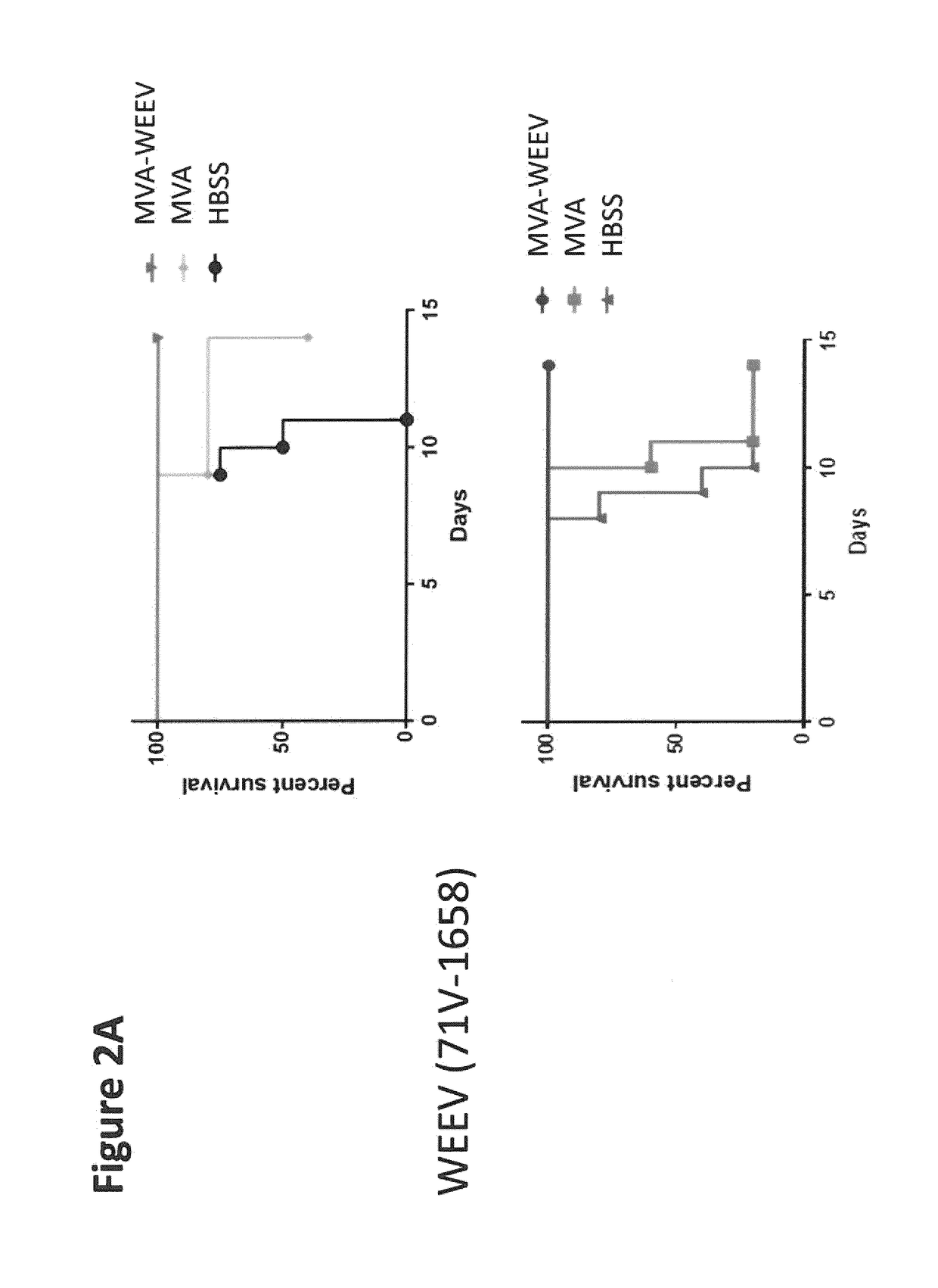 Recombinant modified vaccinia virus ankara (MVA) equine encephalitis virus vaccine