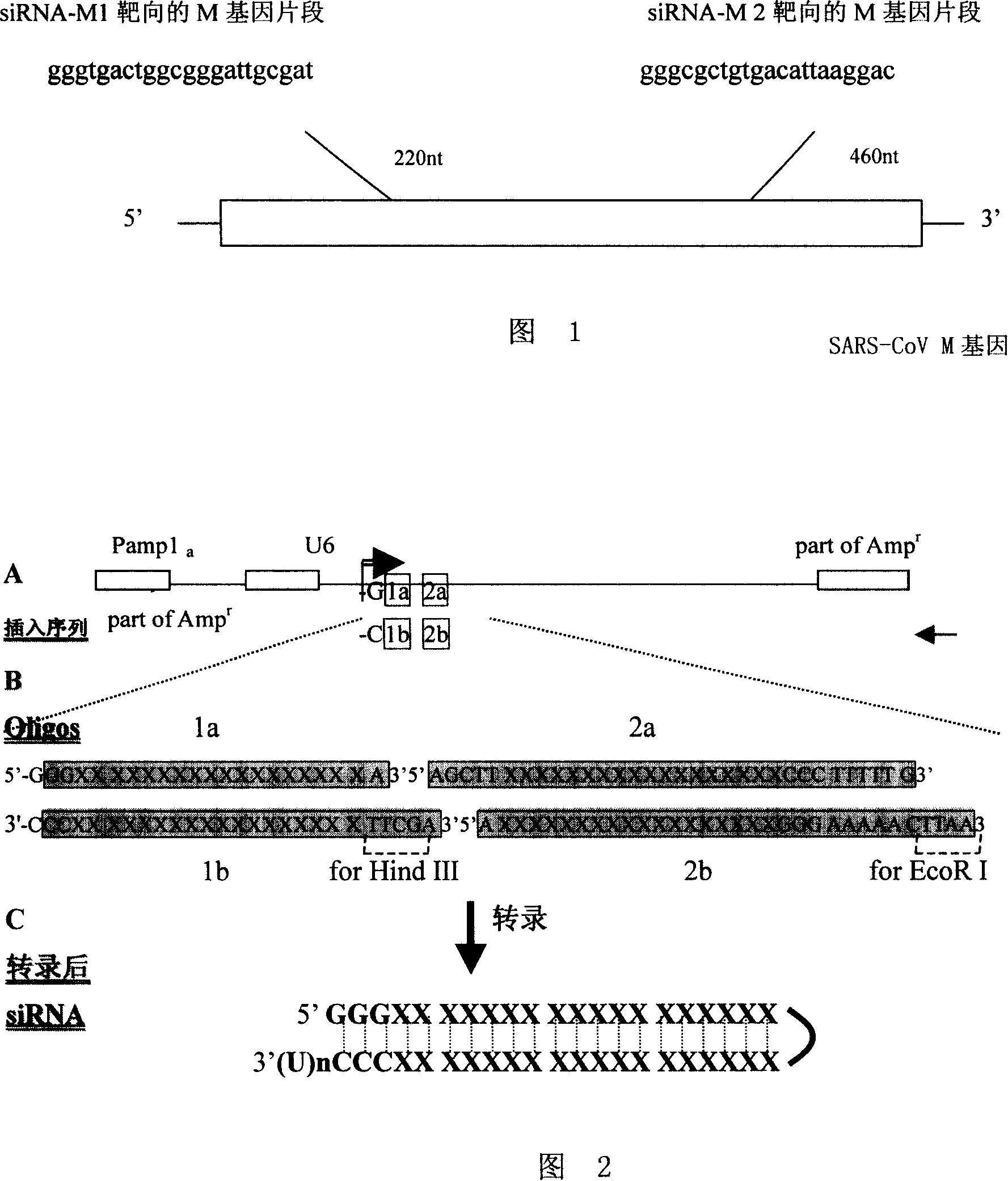 Small interfering RNA for restraining SARS corona virus M protein gene expression, encoding gene and application thereof