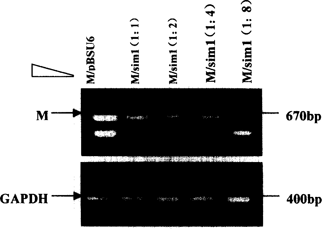 Small interfering RNA for restraining SARS corona virus M protein gene expression, encoding gene and application thereof