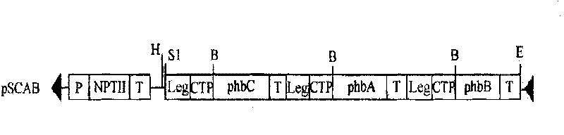 Method for obtaining transgenic plant for producing degradable plastics