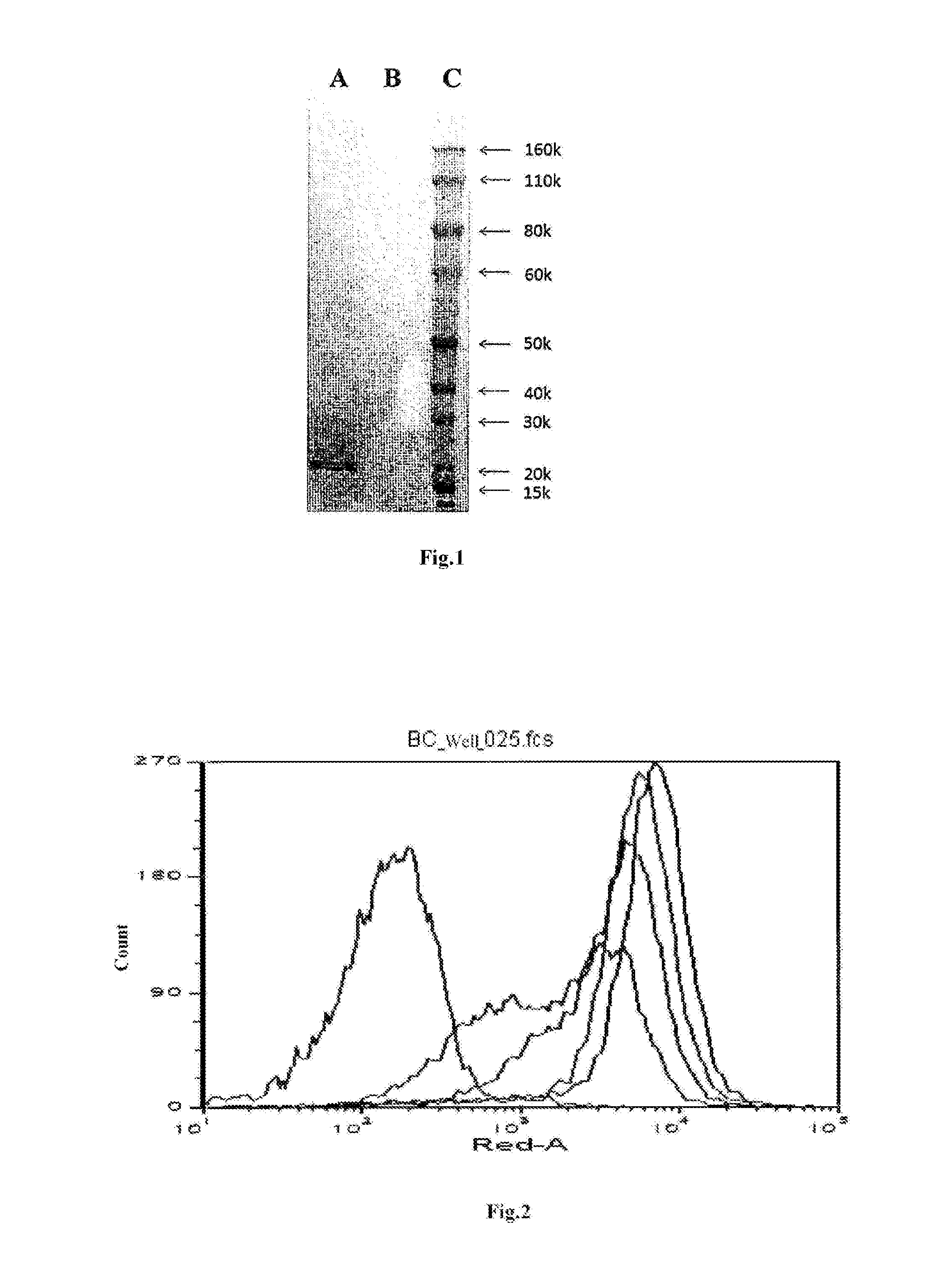 Anti-blys antibody