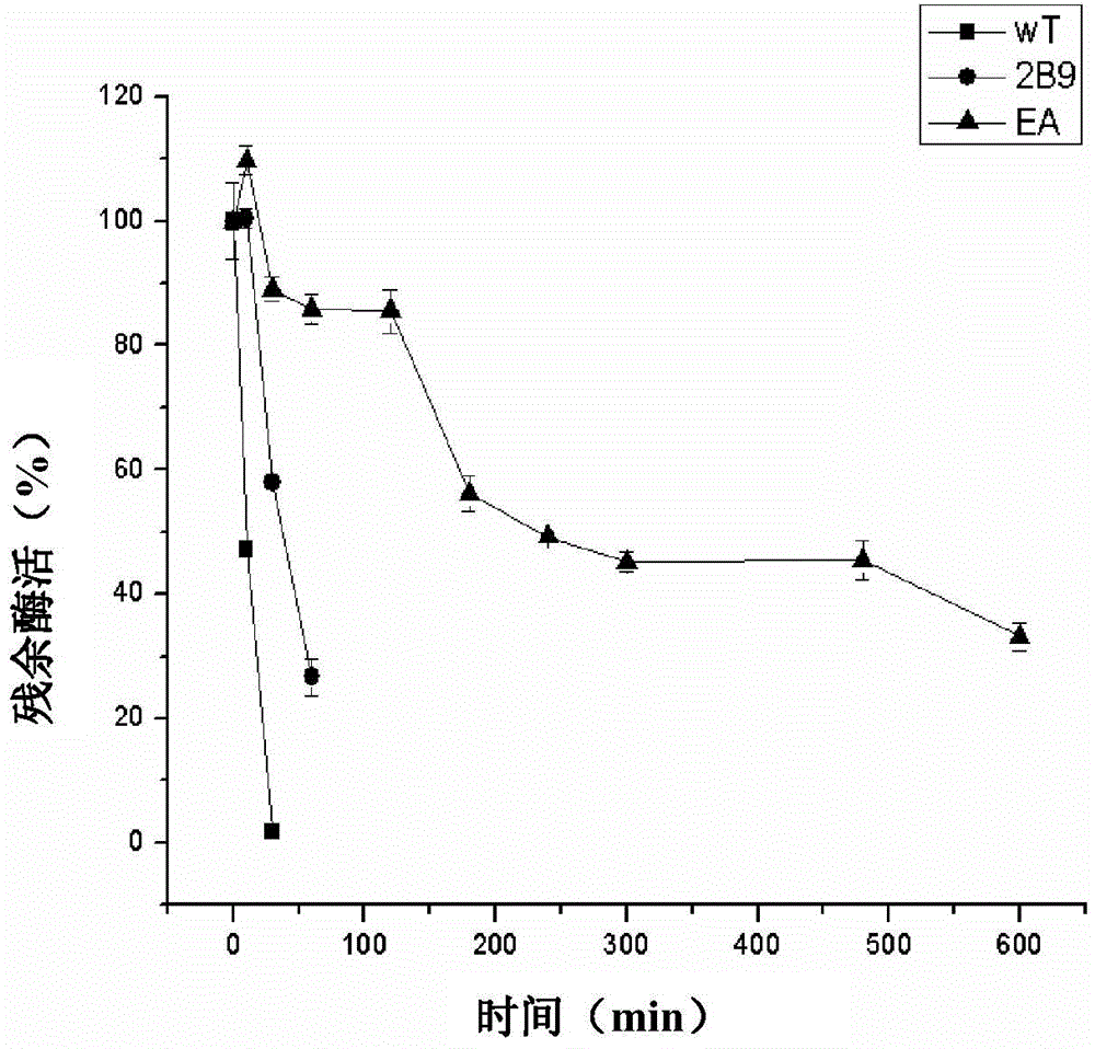 Thermally stabilized alkaline pectinase mutant and its coding gene and use