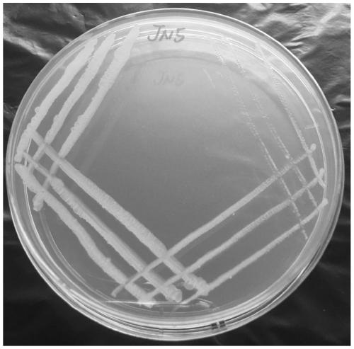 A kind of bacterial strain jn5 for degrading petroleum hydrocarbons in oily sludge and its application