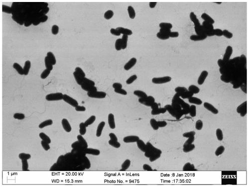 A kind of bacterial strain jn5 for degrading petroleum hydrocarbons in oily sludge and its application