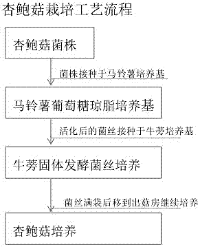 Pleurotus eryngii cultivation method based on burdock solid fermentation