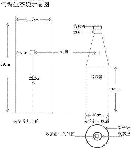 Pleurotus eryngii cultivation method based on burdock solid fermentation