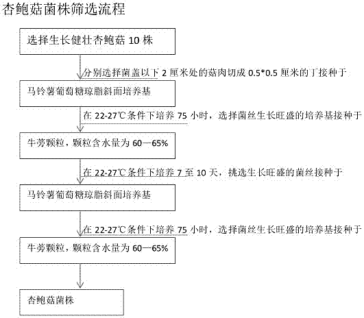 Pleurotus eryngii cultivation method based on burdock solid fermentation