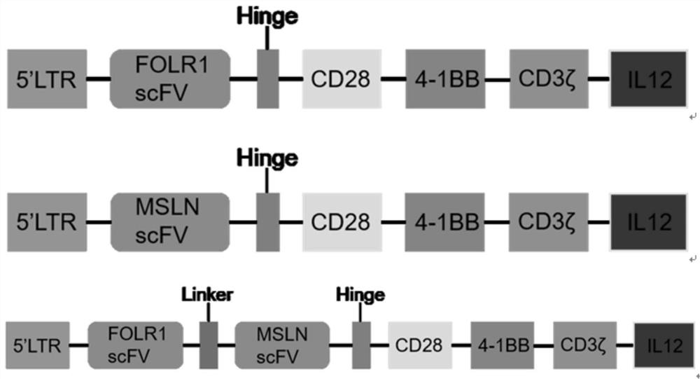 Folr1-msln dual targeting CAR-T cells, chimeric antigen receptors and vectors for the treatment of ovarian cancer