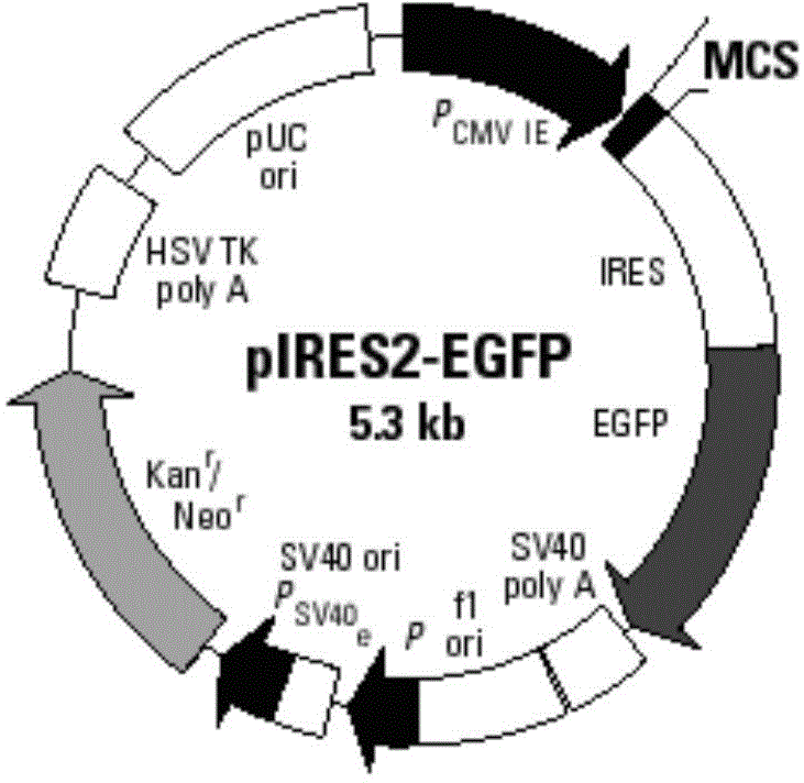 MUC1 (Mucins) and IL-2 double-gene coexpression recombinant vector as well as preparation method and application thereof