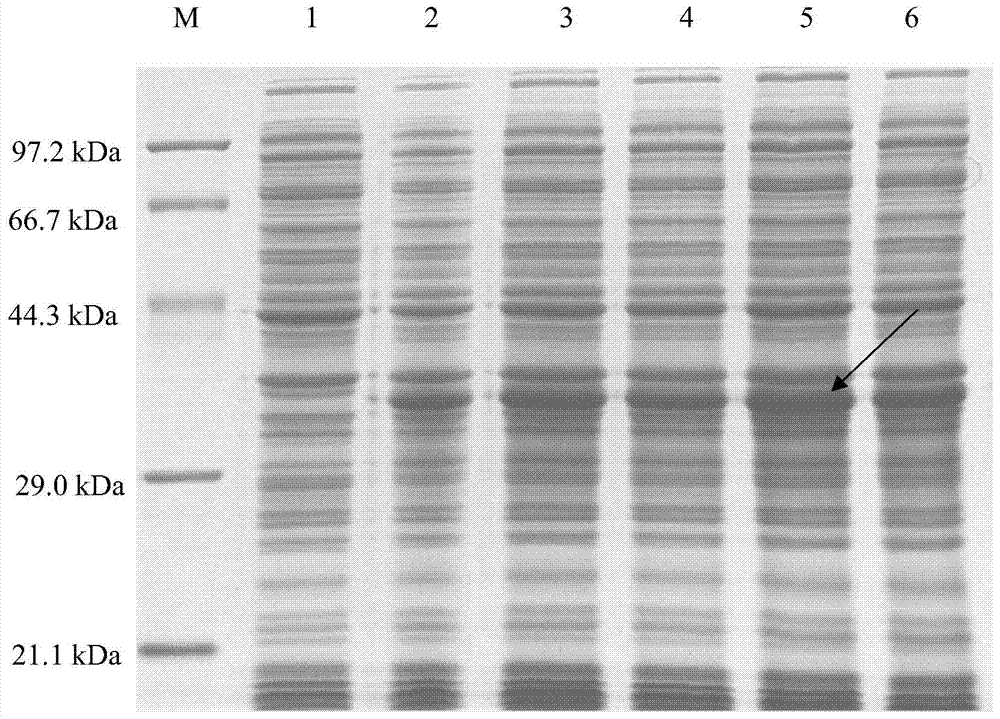 In-vitro expression method of pig Six1 protein and preparation method of polyclonal antibodies of pig Six1 protein
