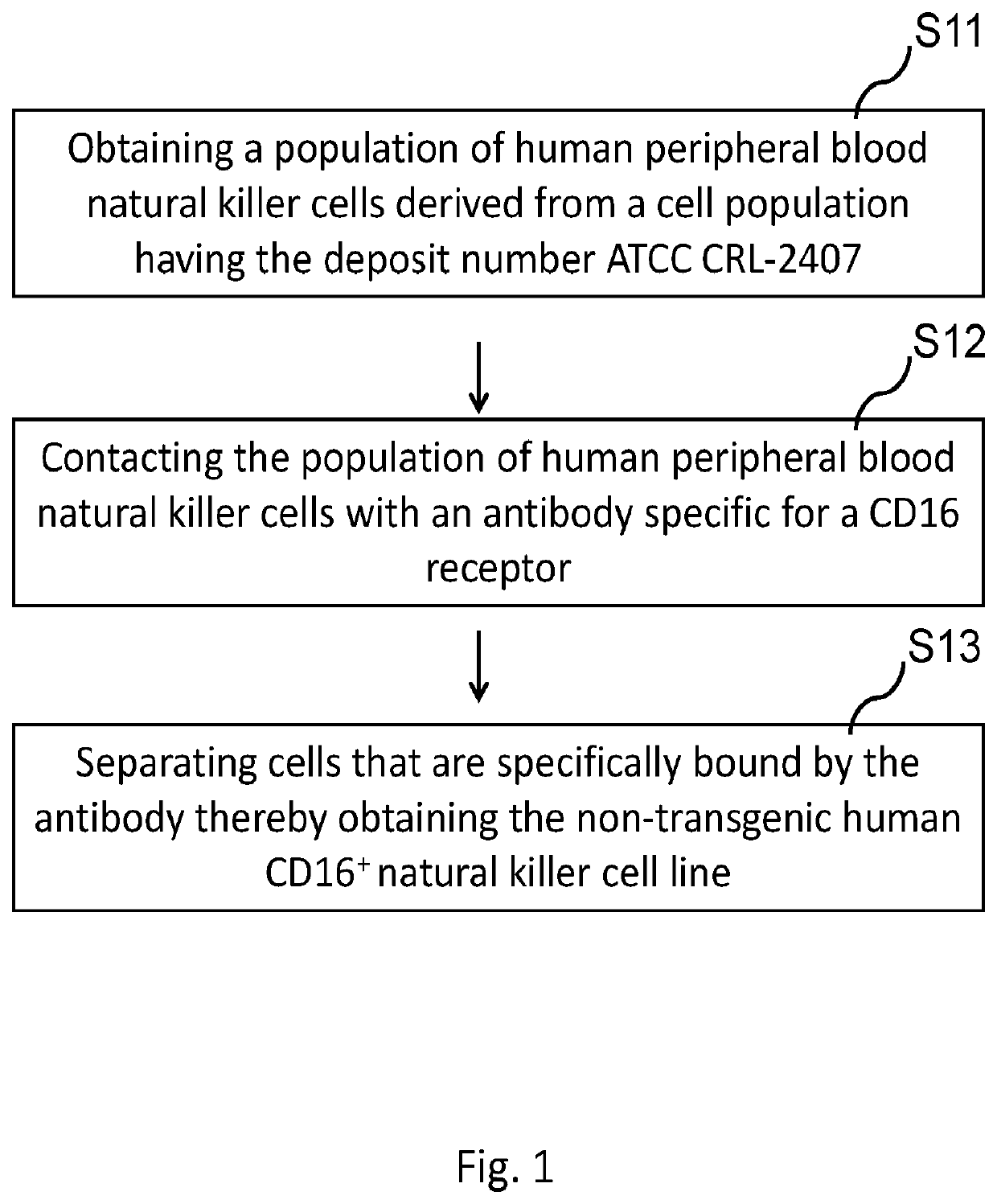 A novel cd16+ natural killer cell and a method of culturing cd16+ natural killer cell