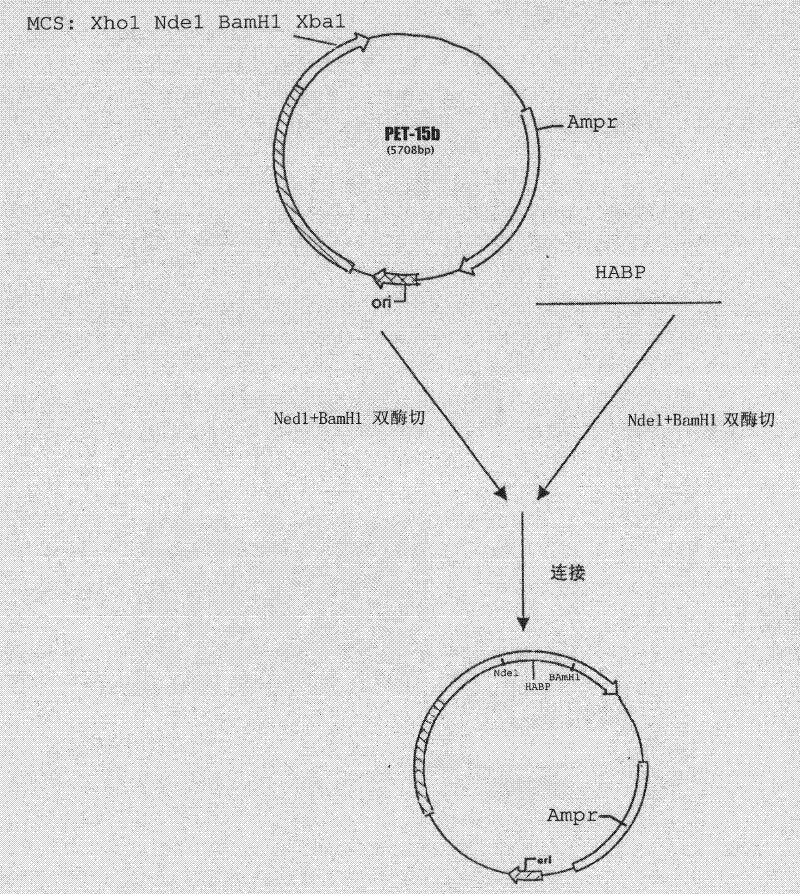 Fusion protein HABP-mKate and preparation method and application thereof
