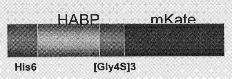Fusion protein HABP-mKate and preparation method and application thereof