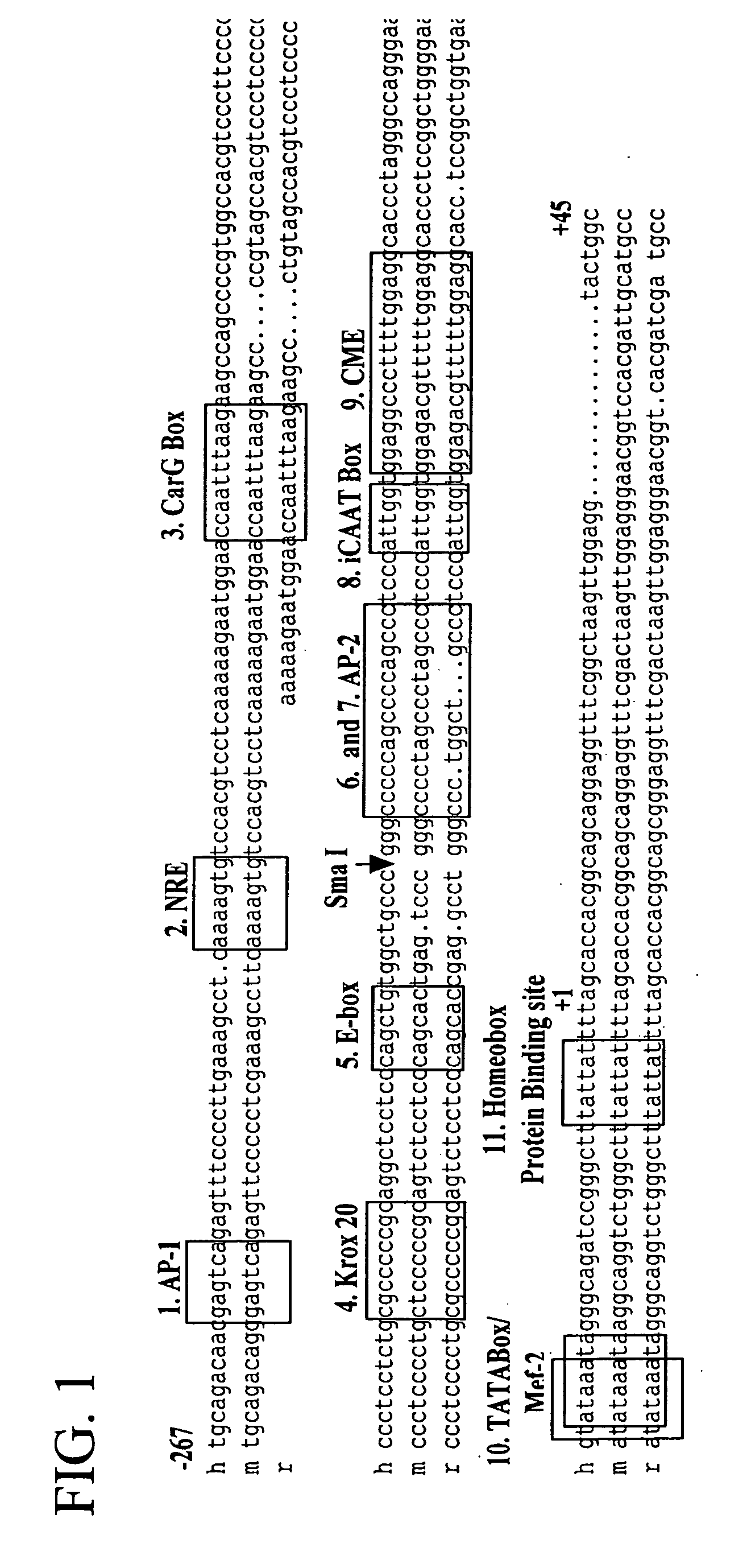 Cell-specific molecule and method for importing DNA into osteoblast nuclei