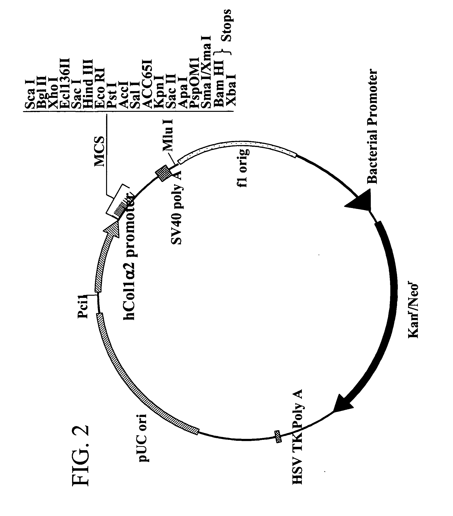 Cell-specific molecule and method for importing DNA into osteoblast nuclei