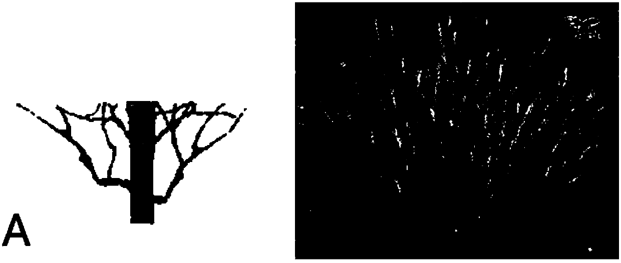 A method for establishing a cassia pine cutting seedling raising system