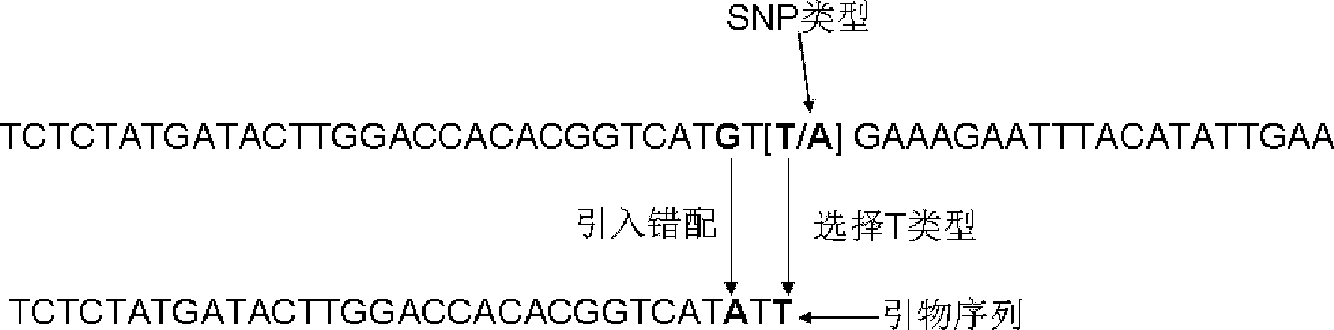 SNP (Single Nucleotide Polymorphism) classification method and application based on PCR (Polymerase Chain Reaction)