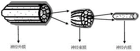 Acellular xenograft and preparation method thereof