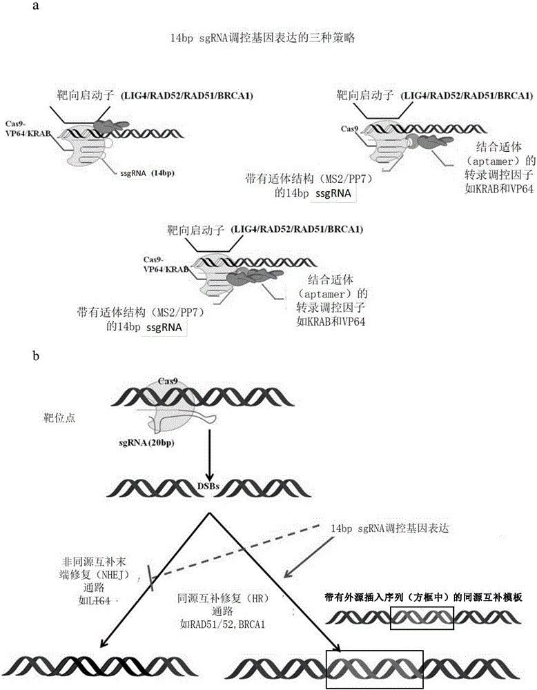 Method for gene point mutation restoration
