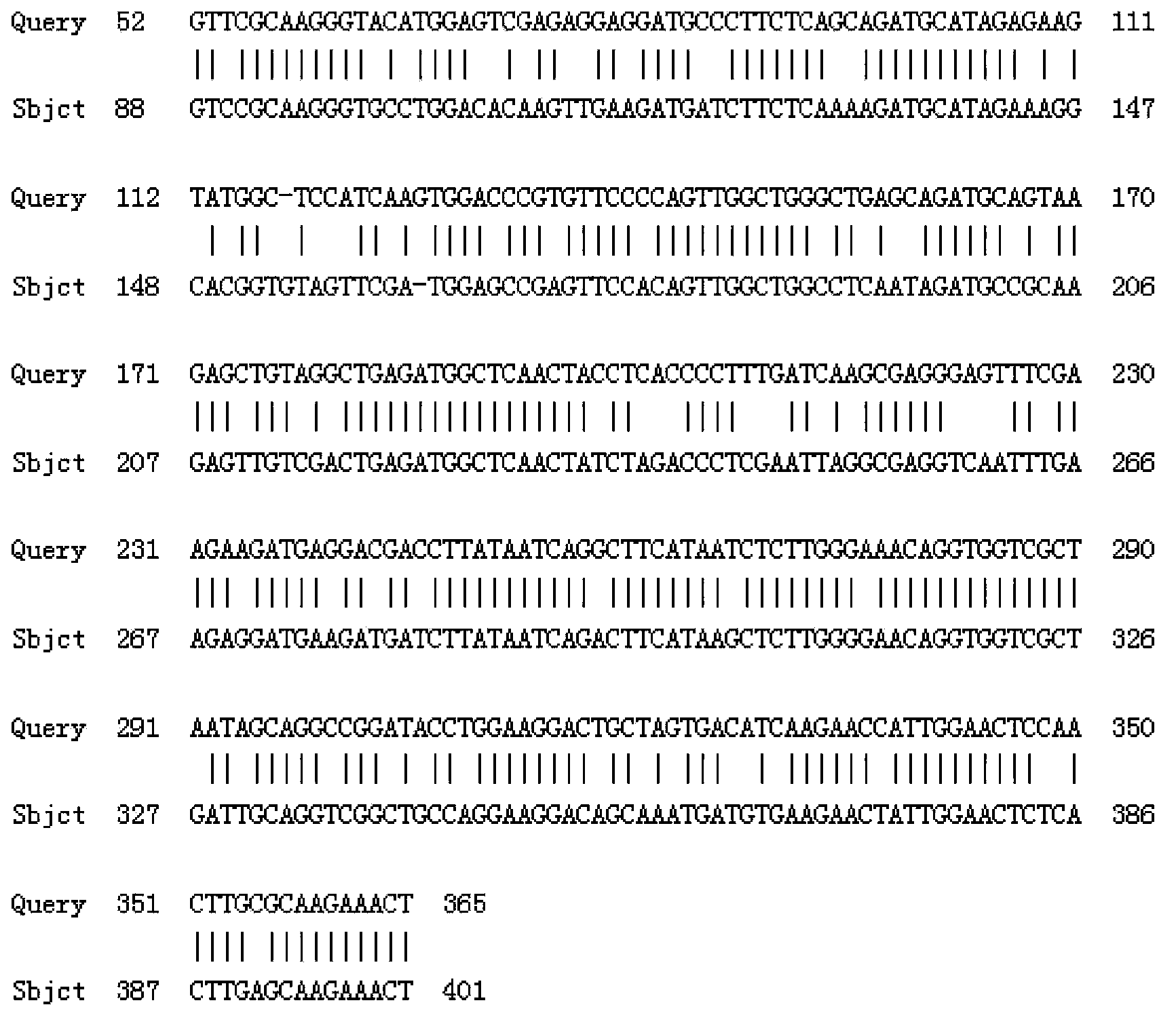 Tulip TfMYB2 protein and coding gene thereof as well as probe