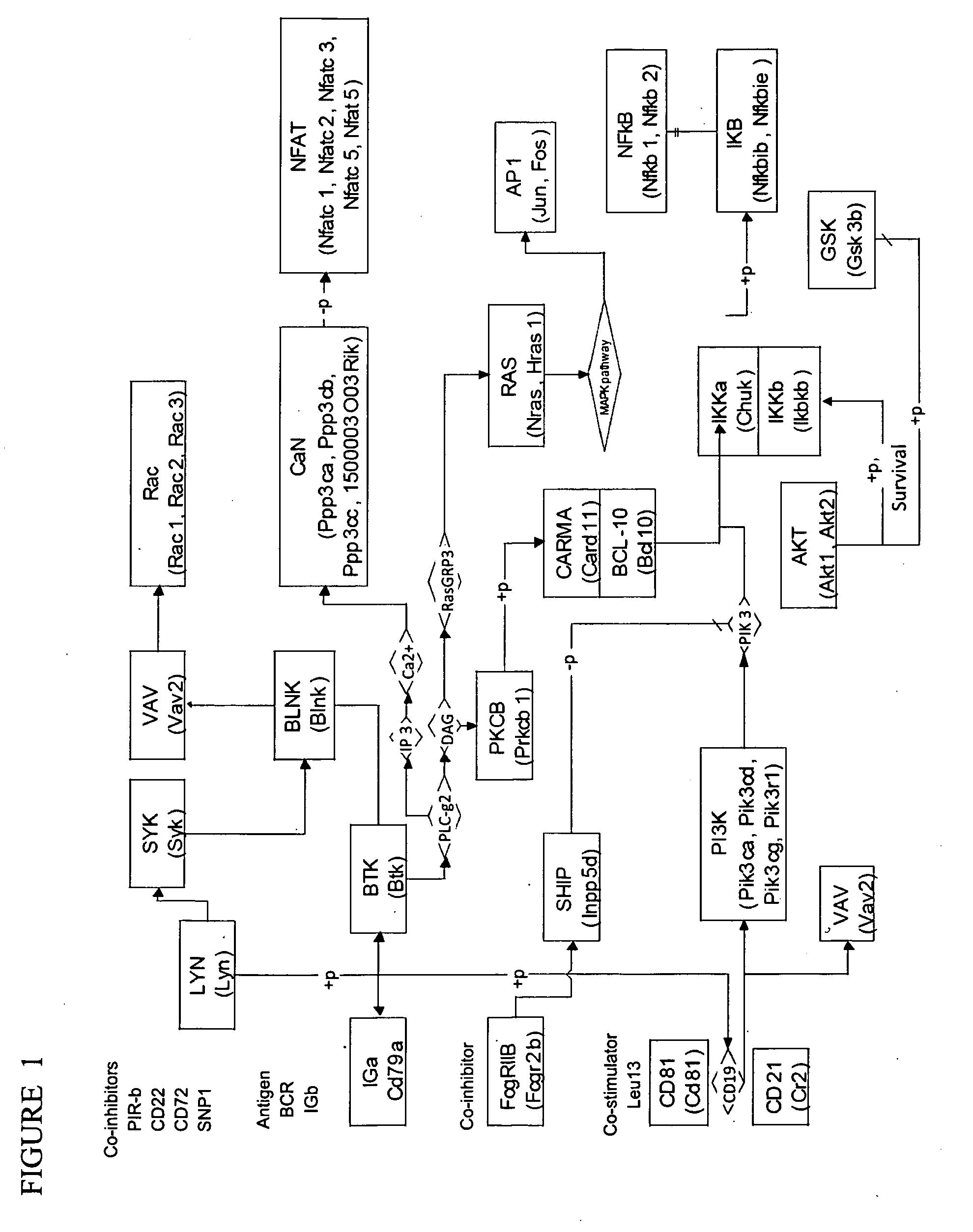Methods and systems for identifying molecular pathway elements