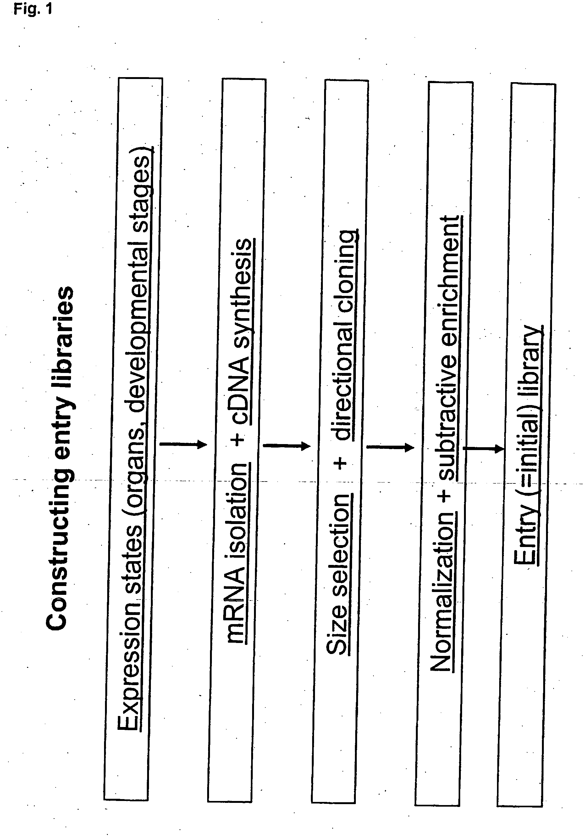 Method for evolving a cell having desired phenotype and evolved cells