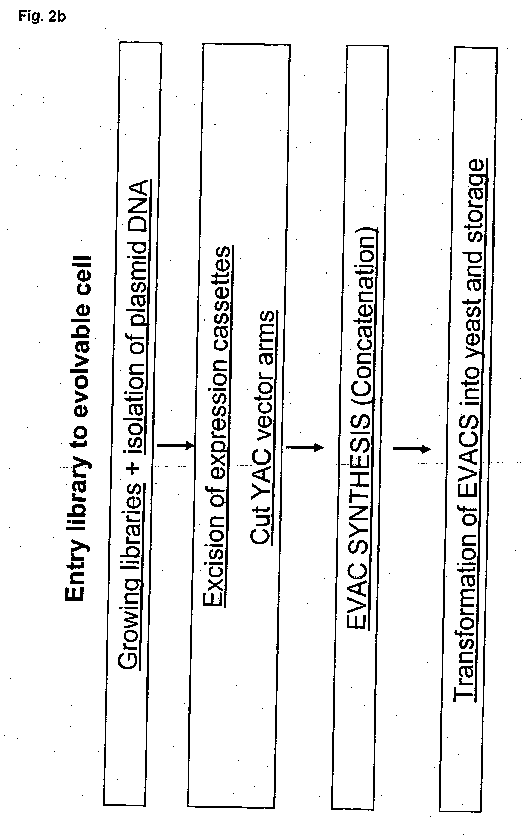 Method for evolving a cell having desired phenotype and evolved cells
